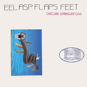 ORCHID SPANGIAFORA: Eel Asp Flaps Feet