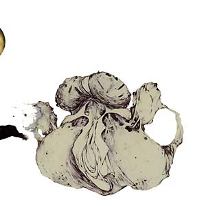 COIL: The Ape Of Naples